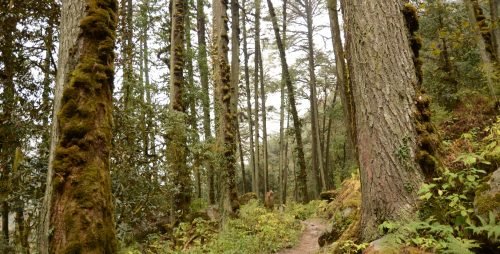 langtang trek forest trail