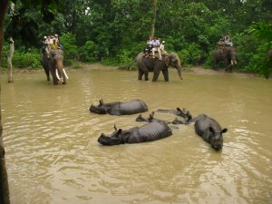 chitwan jungle safari in nepal