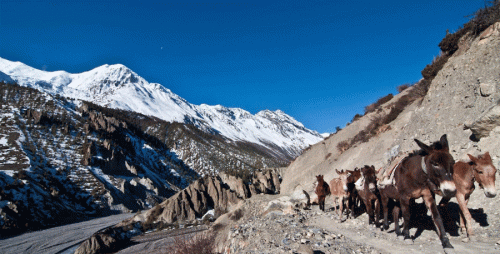 Annapurna Circuit Package Cost