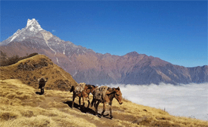 Mardi Himal Trek Cost
